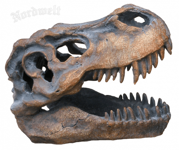 Schädel Tyrannosaurus Rex, Deko Dino- Schädel, Polyresin