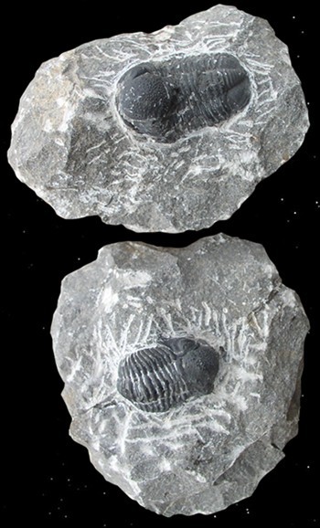 Trilobit auf Mutter-Gestein, versteinertes Fossil Millionen Jahre alt