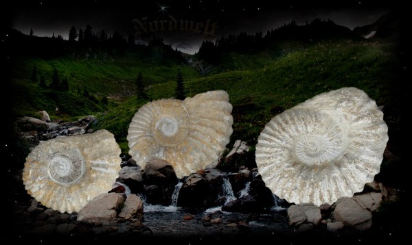 Ammonit Schutzsymbol aus Kalkstein versteinte Fossilien Kopffüssler Schutz von Heim und Hof